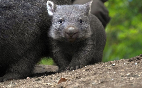 Der Wombat-Nachwuch im Zoo Hannover. - Foto: Yvonne Riedelt/Zoo Hannover/dpa