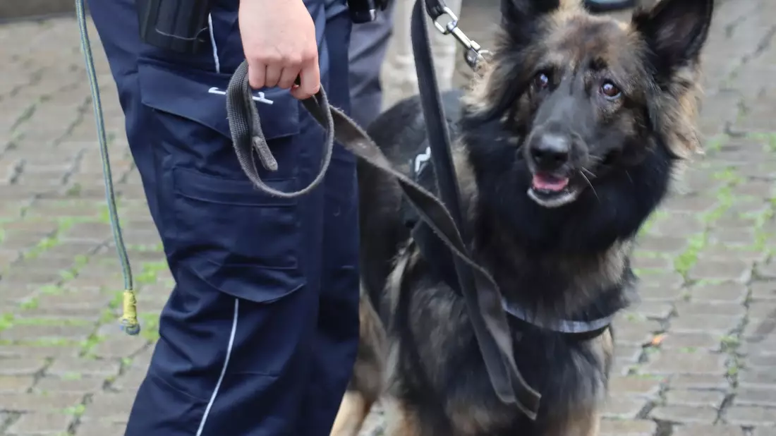 HZA-HB: Zollhund Nanny hatte den richtigen Riecher / Zugreisender hatte ein halbes Kilo Marihuana und andere Drogen dabei - Bild: presseportal.de