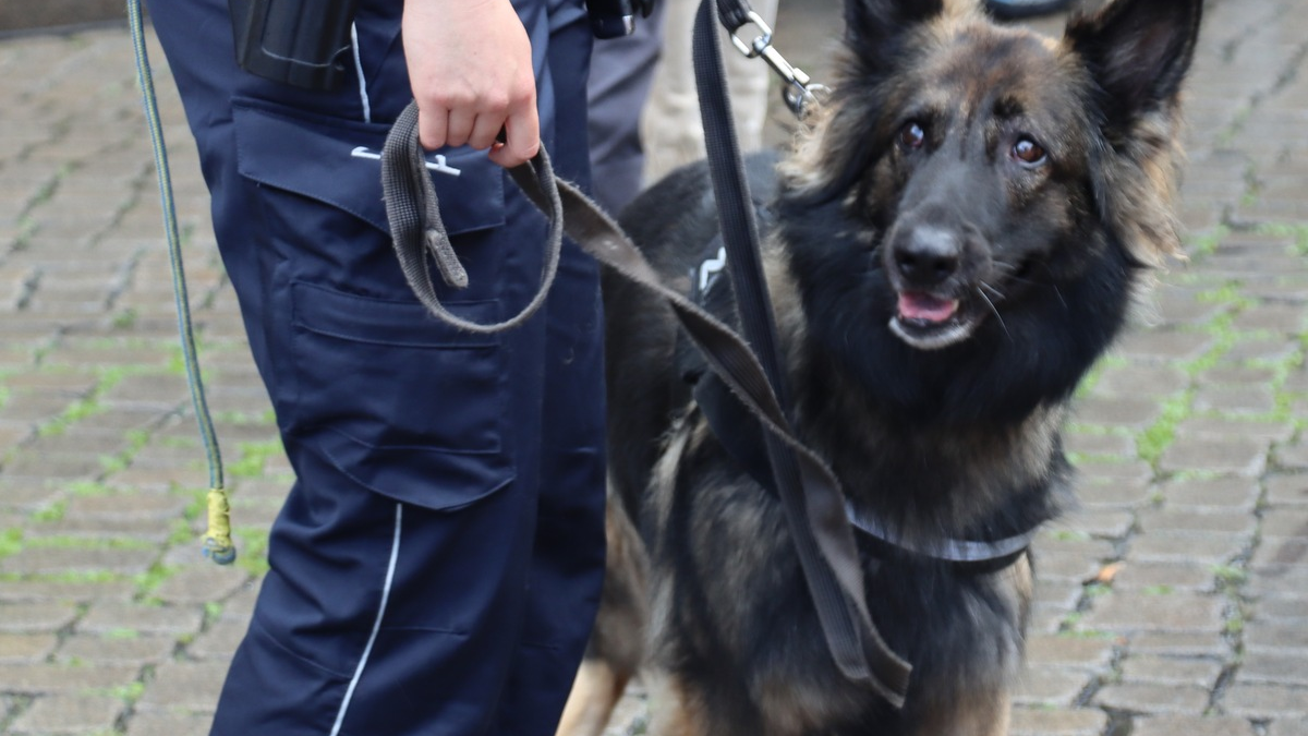 HZA-HB: Zollhund Nanny hatte den richtigen Riecher / Zugreisender hatte ein halbes Kilo Marihuana und andere Drogen dabei - Foto: presseportal.de