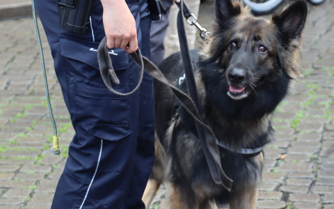 HZA-HB: Zollhund Nanny hatte den richtigen Riecher / Zugreisender hatte ein halbes Kilo Marihuana und andere Drogen dabei - Foto: presseportal.de HZA-HB: Zollhund Nanny hatte den richtigen Riecher / Zugreisender hatte ein halbes Kilo Marihuana und andere Drogen dabei - Foto: presseportal.de
