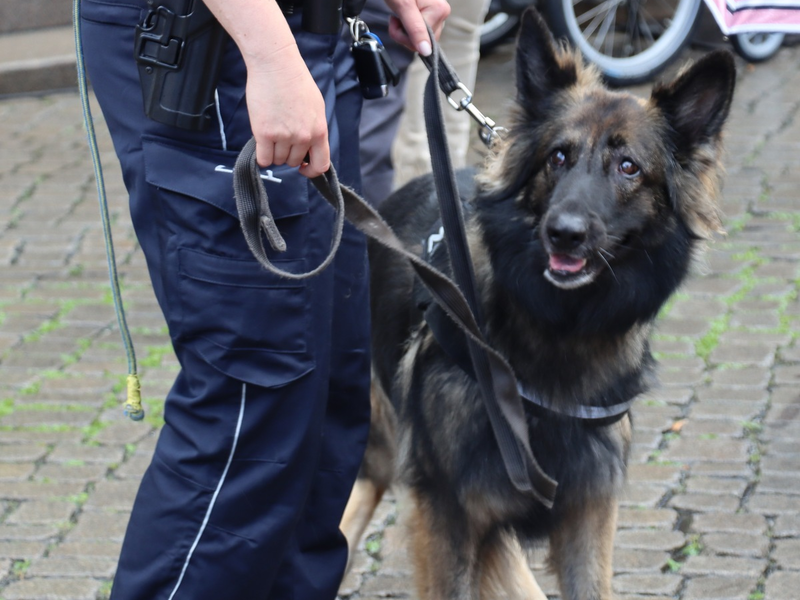 HZA-HB: Zollhund Nanny hatte den richtigen Riecher / Zugreisender hatte ein halbes Kilo Marihuana und andere Drogen dabei - Foto: presseportal.de