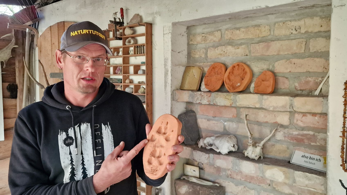 Wildnispädagoge Paul Wernicke zeigt in seiner Wildnisschule in Bad Belzig den Pfotenabdruck eines Wolfes in Ton. - Foto: Cevin Dettlaff/dpa-Zentralbild/dpa