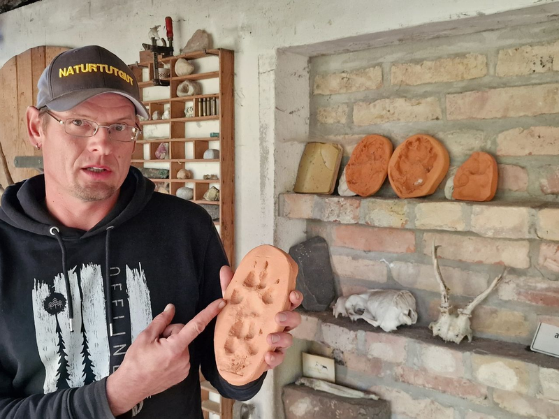 Wildnispädagoge Paul Wernicke zeigt in seiner Wildnisschule in Bad Belzig den Pfotenabdruck eines Wolfes in Ton. - Foto: Cevin Dettlaff/dpa-Zentralbild/dpa