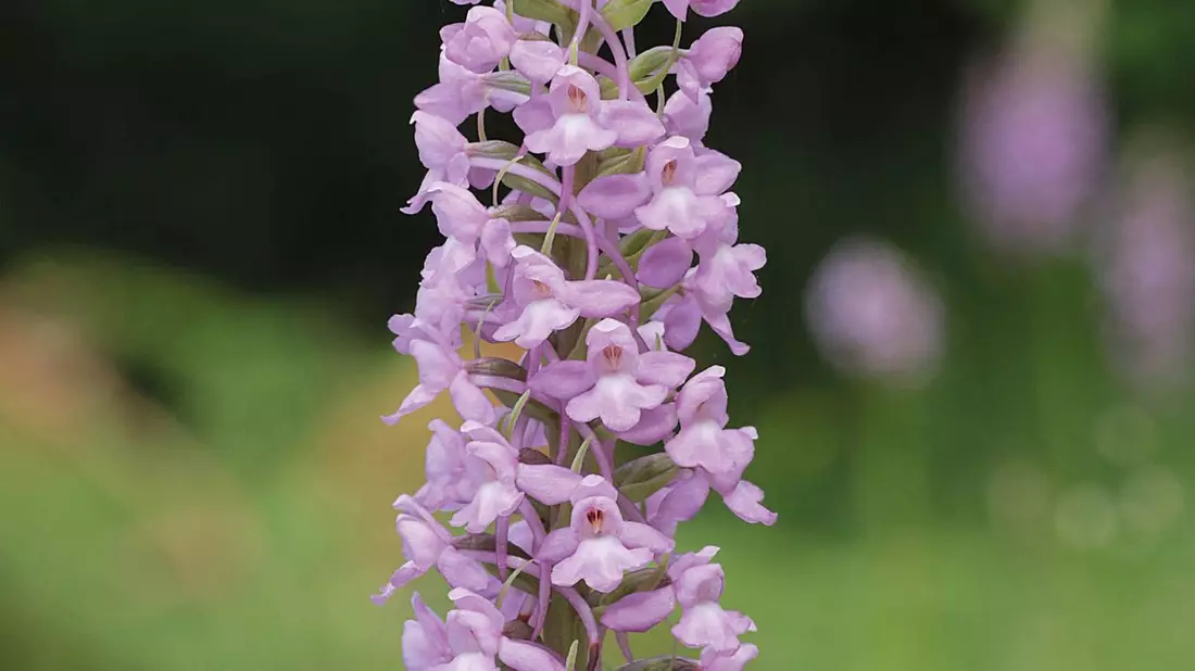 Die Mücken-Händelwurz ist zur Orchidee des Jahres 2024 ernannt worden. - Bild: Heinrich Blatt/Arbeitskreise Heimischer Orchideen/dpa