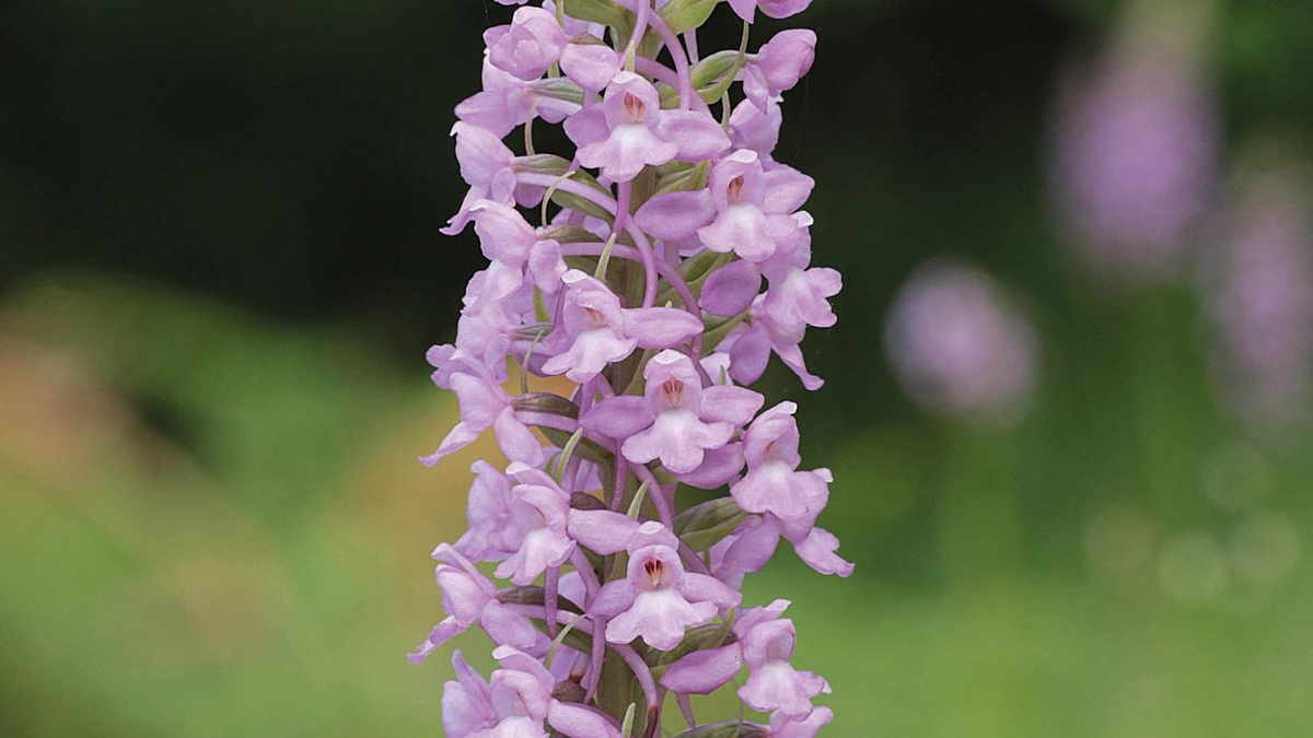 Die Mücken-Händelwurz ist zur Orchidee des Jahres 2024 ernannt worden. - Foto: Heinrich Blatt/Arbeitskreise Heimischer Orchideen/dpa