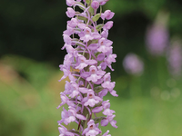 Die Mücken-Händelwurz ist zur Orchidee des Jahres 2024 ernannt worden. - Foto: Heinrich Blatt/Arbeitskreise Heimischer Orchideen/dpa