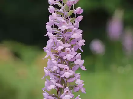 Die Mücken-Händelwurz ist zur Orchidee des Jahres 2024 ernannt worden. - Foto: Heinrich Blatt/Arbeitskreise Heimischer Orchideen/dpa