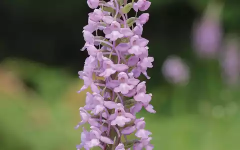 Die Mücken-Händelwurz ist zur Orchidee des Jahres 2024 ernannt worden. - Foto: Heinrich Blatt/Arbeitskreise Heimischer Orchideen/dpa