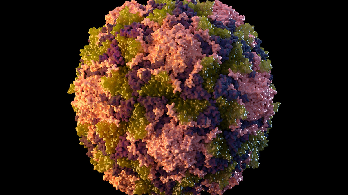 Die Illustration aus dem Jahr 2014 zeigt ein Poliovirus-Partikel. Lange galt Kinderlähmung in den USA als ausgerottet. Im Sommer 2022 aber infizierte sich ein junger Mann nördlich der Millionenmetropole New York mit dem Virus. - Foto: CDC/AP/dpa