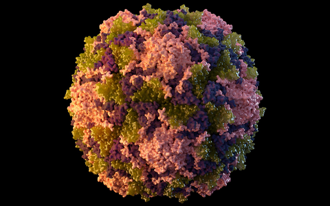 Die von der US-Behörde CDC zur Verfügung gestellte Illustration aus dem Jahr 2014 zeigt ein Poliovirus-Partikel. - Foto: CDC/AP/dpa