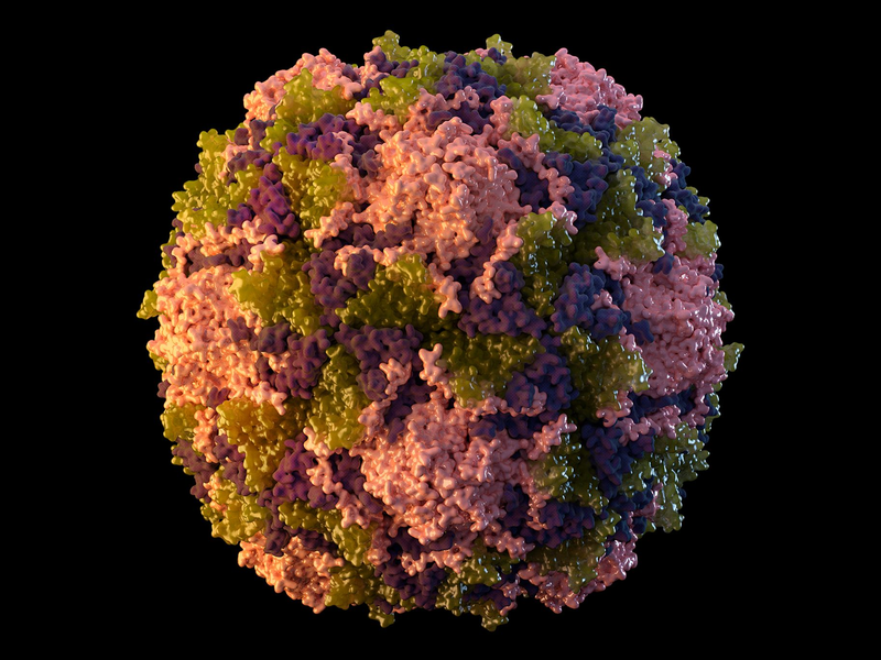 Die von der US-Behörde CDC zur Verfügung gestellte Illustration aus dem Jahr 2014 zeigt ein Poliovirus-Partikel. - Foto: CDC/AP/dpa