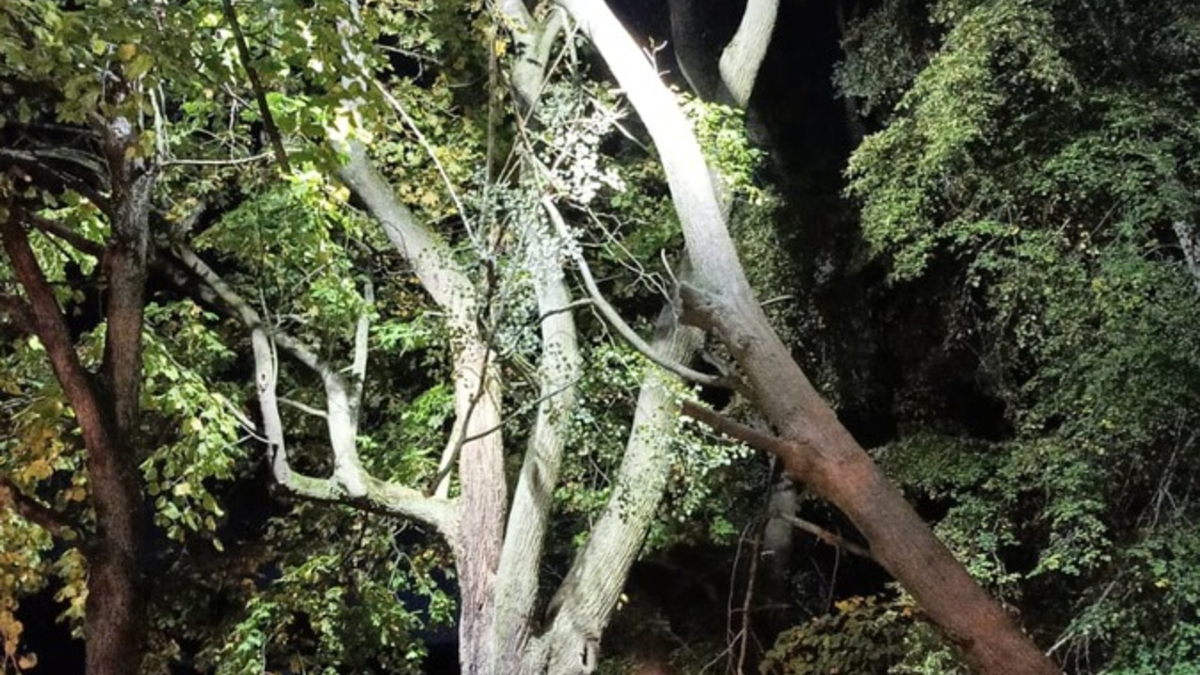 FW Celle: Baum droht zu fallen - Foto: presseportal.de