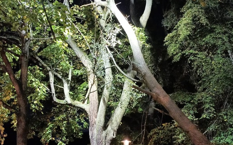 FW Celle: Baum droht zu fallen - Foto: presseportal.de