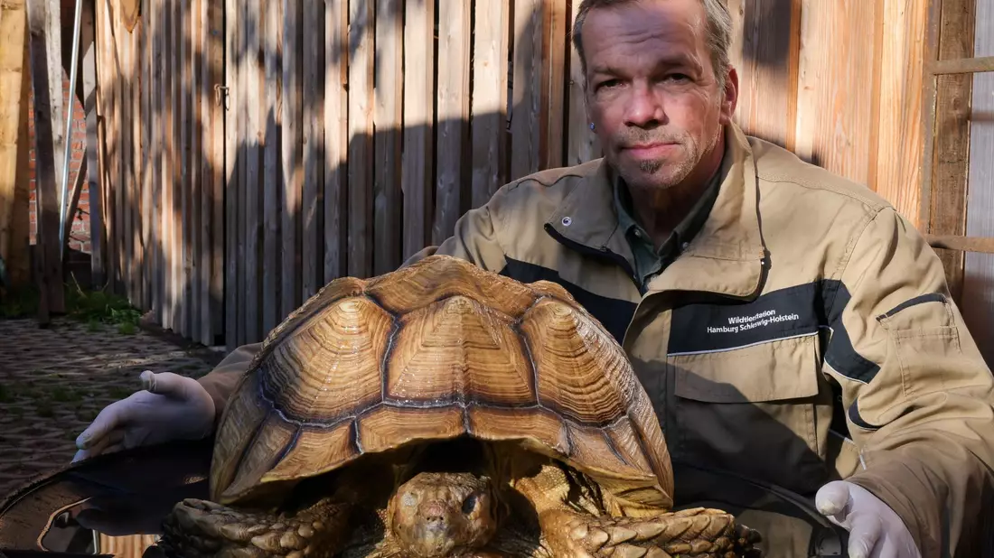 Christian Erdmann, Leiter des Wildtier- und Artenschutzzentrum bei Elmshorn,  neben der toten Riesenschildkröte. - Bild: Christian Charisius/dpa
