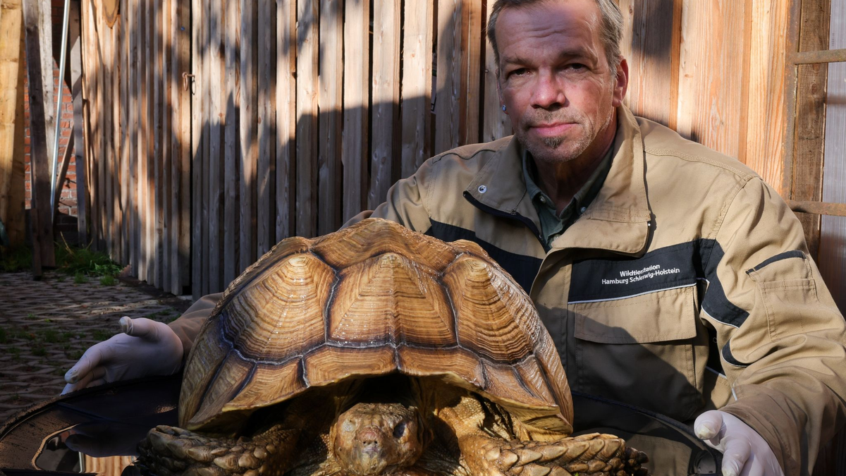 Christian Erdmann, Leiter des Wildtier- und Artenschutzzentrum bei Elmshorn,  neben der toten Riesenschildkröte. - Foto: Christian Charisius/dpa