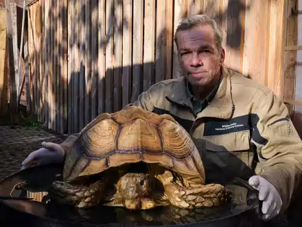 Christian Erdmann, Leiter des Wildtier- und Artenschutzzentrum bei Elmshorn,  neben der toten Riesenschildkröte. - Foto: Christian Charisius/dpa