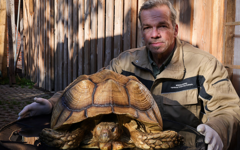 Christian Erdmann, Leiter des Wildtier- und Artenschutzzentrum bei Elmshorn,  neben der toten Riesenschildkröte. - Foto: Christian Charisius/dpa