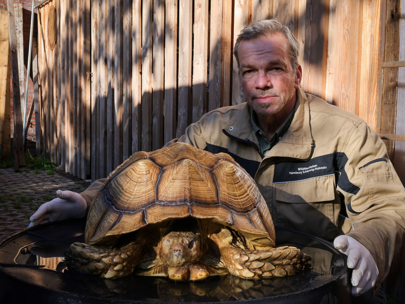 Christian Erdmann, Leiter des Wildtier- und Artenschutzzentrum bei Elmshorn,  neben der toten Riesenschildkröte. - Foto: Christian Charisius/dpa