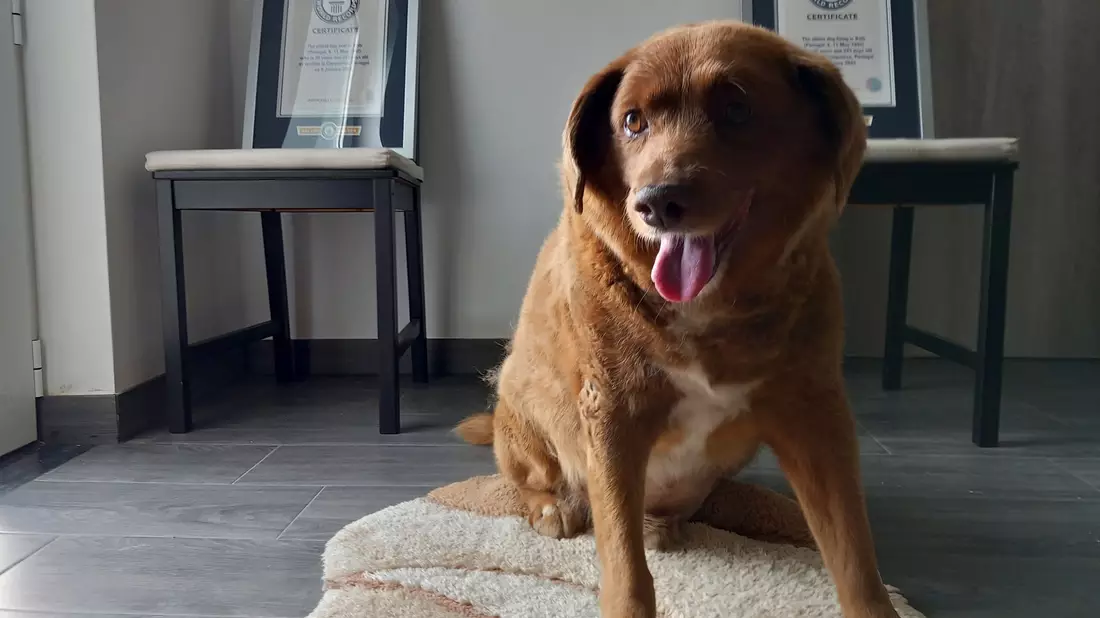 Bobi, ein portugiesischer Hund der Rasse Rafeiro do Alentejo, gilt als «ältestes Hund aller Zeiten». - Bild: Jorge Jeronimo/AP