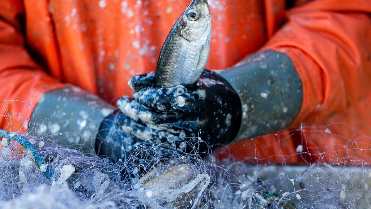 Ein Fischer pult im Hafen frisch gefangene Heringe aus den Stellnetzen. - Foto: Jens Büttner/dpa-Zentralbild/dpa