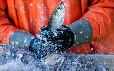 Ein Fischer pult im Hafen frisch gefangene Heringe aus den Stellnetzen. - Foto: Jens Büttner/dpa-Zentralbild/dpa