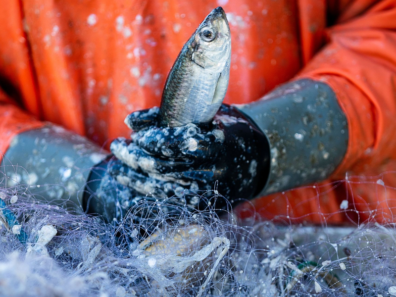 Ein Fischer pult im Hafen frisch gefangene Heringe aus den Stellnetzen. - Foto: Jens Büttner/dpa-Zentralbild/dpa