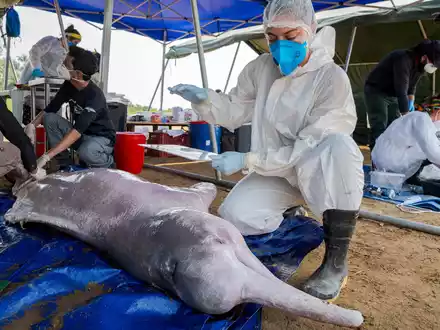Wissenschaftler untersuchen im brasilianischen Tefe tot aufgefundene Flussdelfine. Die weltweite Population ist stark zurückgegangen. - Foto: Miguel Monteiro/Instituto Mamiraua/dpa