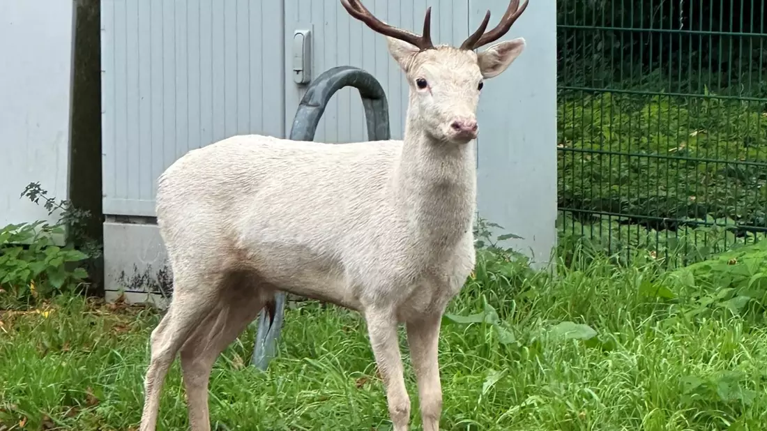 Moers - Weißer Hirsch auf Baumarktparkplatz - Bild: presseportal.de