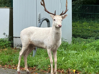 Moers - Weißer Hirsch auf Baumarktparkplatz - Foto: presseportal.de