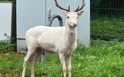 Moers - Weißer Hirsch auf Baumarktparkplatz - Foto: presseportal.de