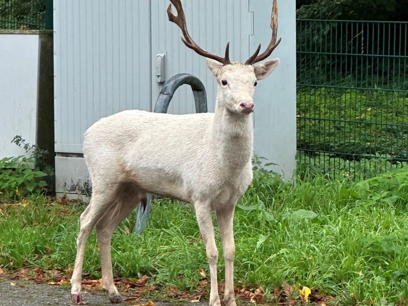 Moers - Weißer Hirsch auf Baumarktparkplatz - Foto: presseportal.de