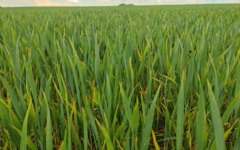 Winterweizen in frühem Stadium (Archiv) - Foto: über dts Nachrichtenagentur