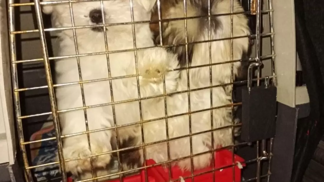 HZA-BS: Gemeinsame Pressemitteilung des Hauptzollamts Braunschweig und dem Landkreis Peine: Zöllner decken bei Wendeburg illegalen Tiertransport von zehn Hundewelpen auf - Bild: presseportal.de