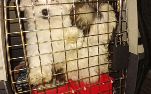 HZA-BS: Gemeinsame Pressemitteilung des Hauptzollamts Braunschweig und dem Landkreis Peine: Zöllner decken bei Wendeburg illegalen Tiertransport von zehn Hundewelpen auf - Foto: presseportal.de HZA-BS: Gemeinsame Pressemitteilung des Hauptzollamts Braunschweig und dem Landkreis Peine: Zöllner decken bei Wendeburg illegalen Tiertransport von zehn Hundewelpen auf - Foto: presseportal.de