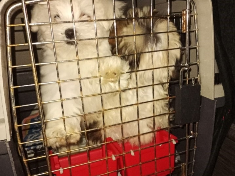 HZA-BS: Gemeinsame Pressemitteilung des Hauptzollamts Braunschweig und dem Landkreis Peine: Zöllner decken bei Wendeburg illegalen Tiertransport von zehn Hundewelpen auf - Foto: presseportal.de