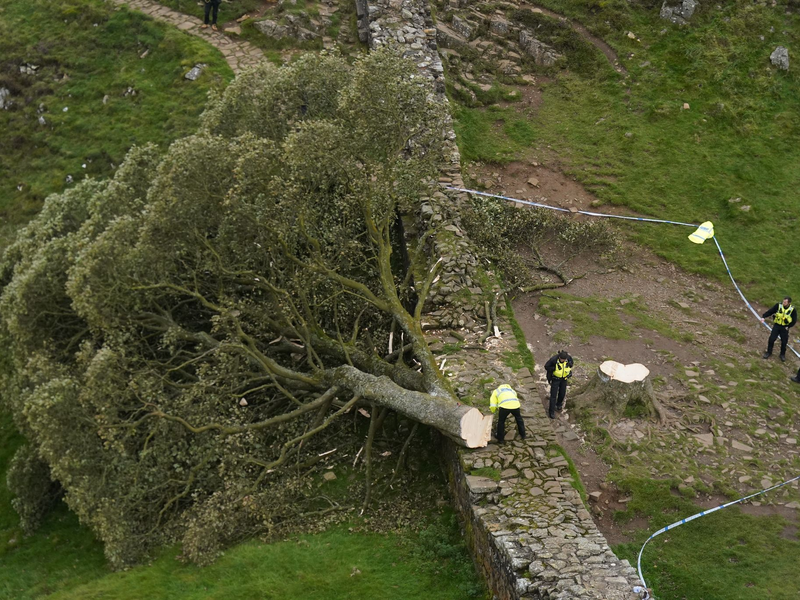 Die Abholzung des «Robin-Hood-Baums» hatte in Großbritannien Trauer und Entsetzen ausgelöst. - Foto: Owen Humphreys/PA Wire/dpa