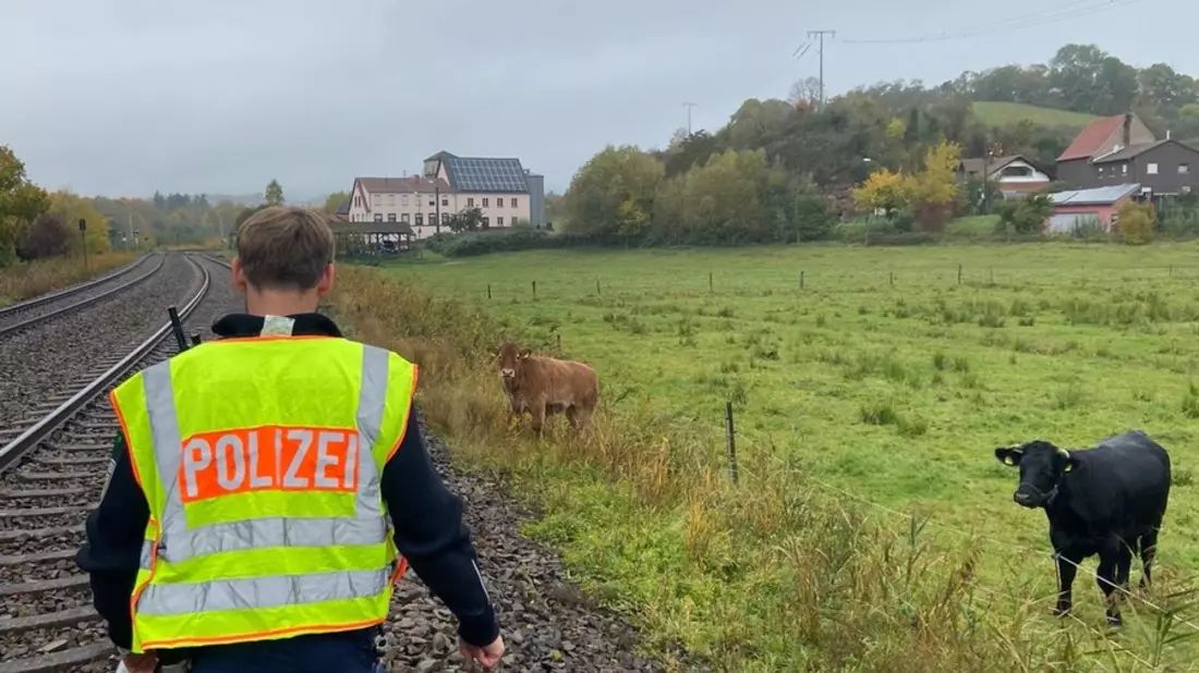 BPOL-KL: Bundespolizei treibt Kuh aus dem Gleis - Bild: presseportal.de