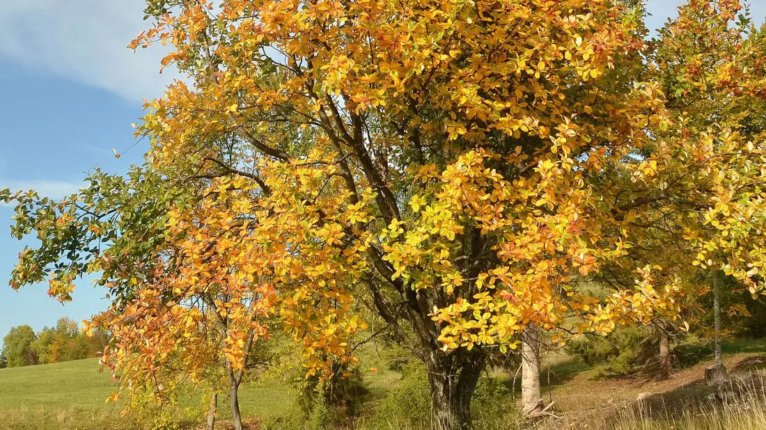 Eine Echte Mehlbeere auf einer Wiese am Fuß der Schwäbischen Alb. - Bild: Jürgen Blümle/Baum des Jahres - Dr. Silvius Wordarz Stiftung/dpa