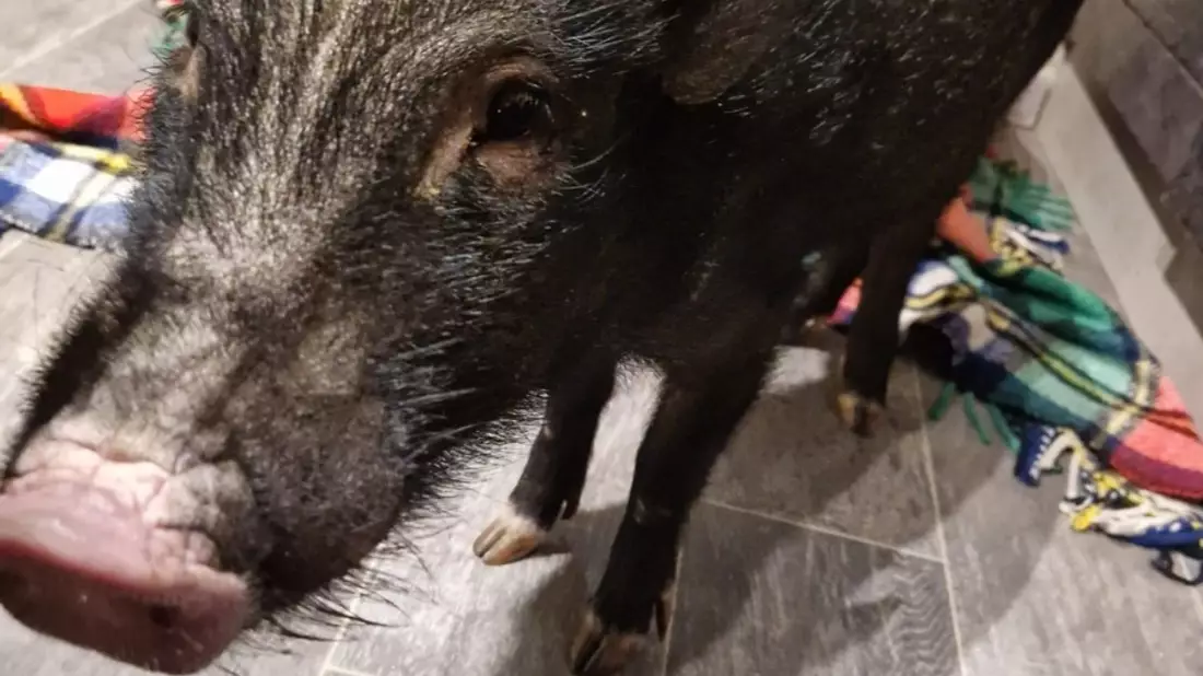 POL-OF: Mini-Schwein gerettet - Bild: presseportal.de