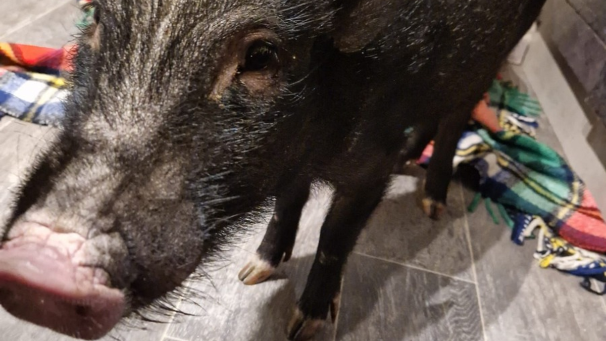 POL-OF: Mini-Schwein gerettet - Foto: presseportal.de