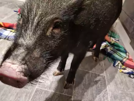 POL-OF: Mini-Schwein gerettet - Foto: presseportal.de