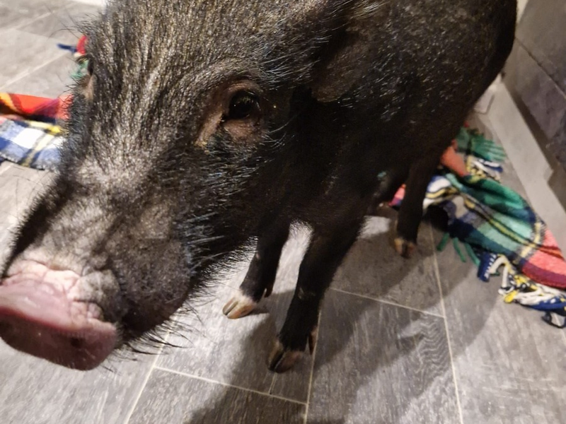 POL-OF: Mini-Schwein gerettet - Foto: presseportal.de