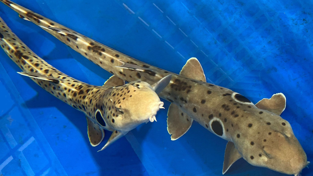 Das erwachsene Epaulettenhaipaar aus der Studie. - Foto: Frank J. Tulenko/Universität Würzburg/dpa