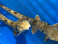 Das erwachsene Epaulettenhaipaar aus der Studie. - Foto: Frank J. Tulenko/Universität Würzburg/dpa