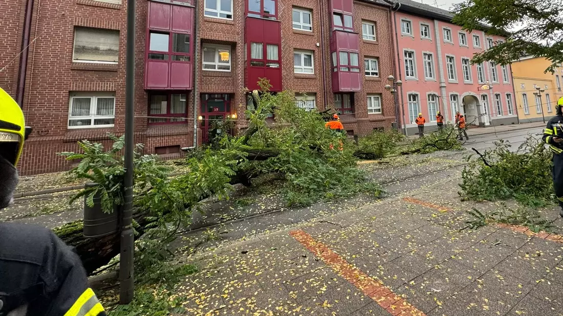 FW-NE: Baum stürzt auf Oberleitung der Straßenbahn | Oberstraße mehrere Stunden gesperrt | Keine Verletzten - Bild: presseportal.de