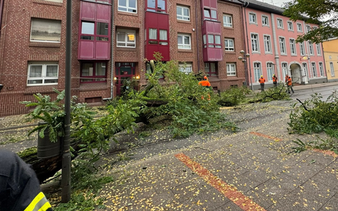 FW-NE: Baum stürzt auf Oberleitung der Straßenbahn | Oberstraße mehrere Stunden gesperrt | Keine Verletzten - Foto: presseportal.de