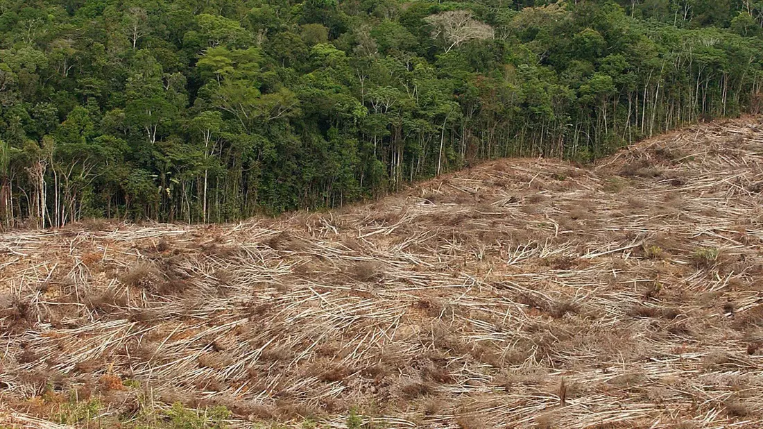 Gefällte Bäume liegen am Rande des Urwaldes in der Amazonasregion in Brasilien. - Bild: Marcelo Sayao/EFE/dpa