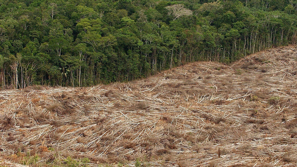 Gefällte Bäume liegen am Rande des Urwaldes in der Amazonasregion in Brasilien. - Foto: Marcelo Sayao/EFE/dpa