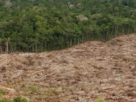 Gefällte Bäume liegen am Rande des Urwaldes in der Amazonasregion in Brasilien. - Foto: Marcelo Sayao/EFE/dpa