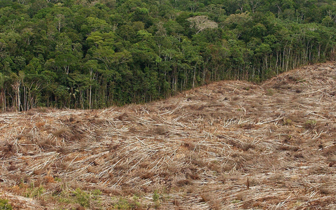 Gefällte Bäume liegen am Rande des Urwaldes in der Amazonasregion in Brasilien. - Foto: Marcelo Sayao/EFE/dpa